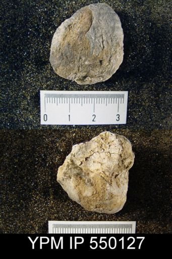 Pustula semipunctata