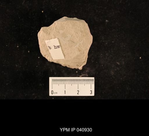 Lemmatophora typica