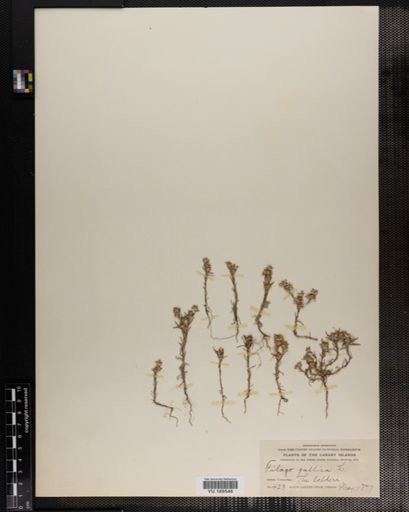 Plantae