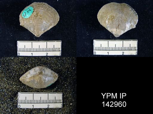 Athyris sp.