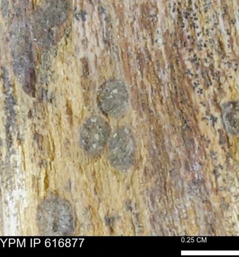 Teredo sp.