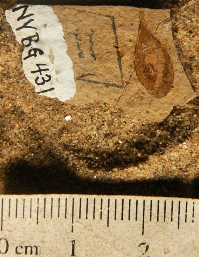 Eucommia montana