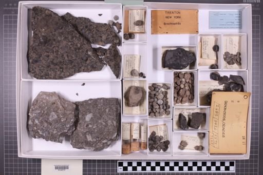 mixed taxa, stratigraphic collection