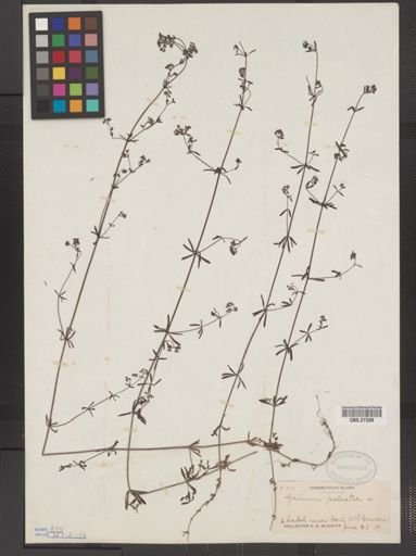 Galium palustre