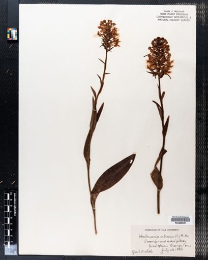 Habenaria ciliaris