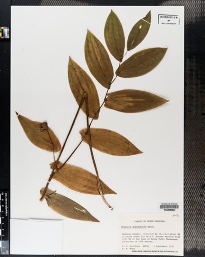 Plantae