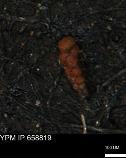 Verneuilinoides kansasensis
