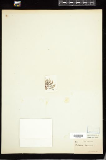 Gelidium