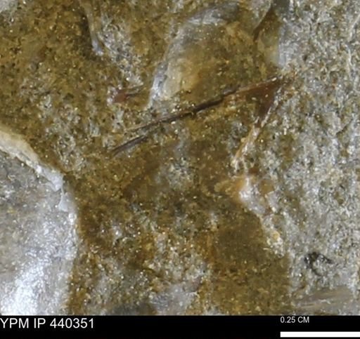 undet. Bivalvia