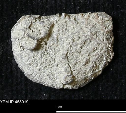 Strophodonta sp.