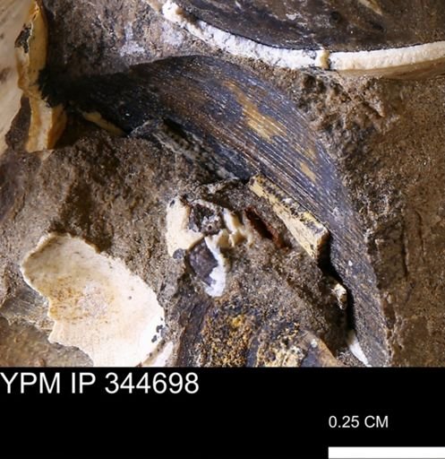 undet. Bivalvia