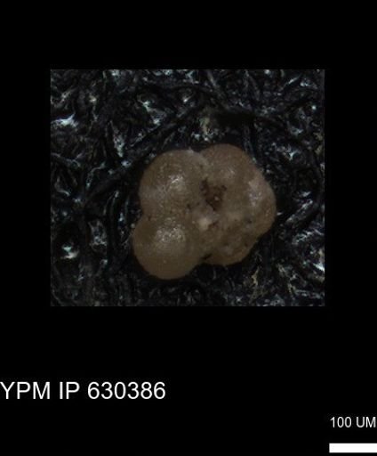 undet. Rugoglobigerinidae
