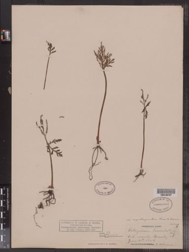 Botrychium lanceolatum