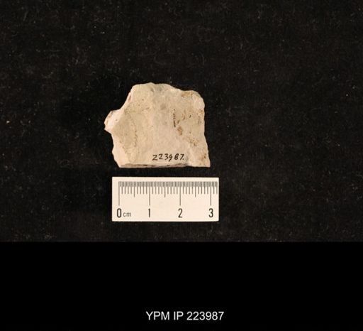 Dichentomum grande
