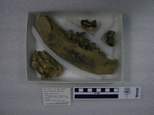Amphicyon frendens