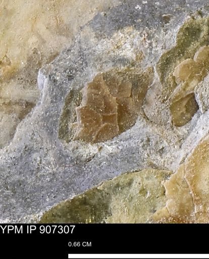 undet. Mollusca