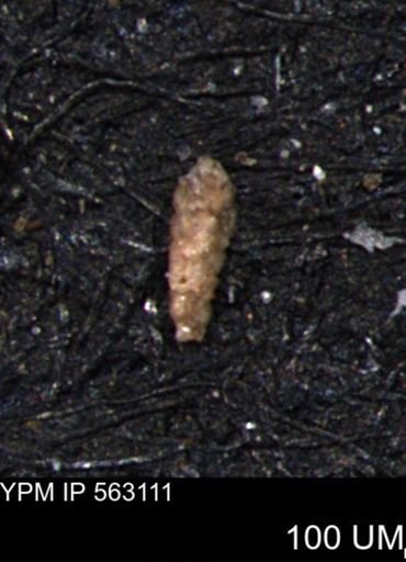 Verneuilina canadensis