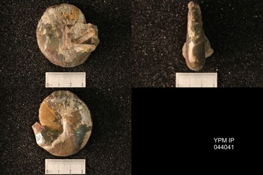 Hoploscaphites nicolletii