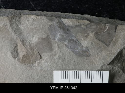 undet. Eurypterida