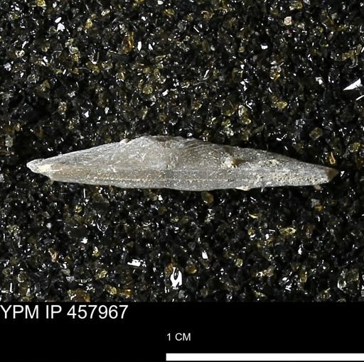 Strophodonta sp.