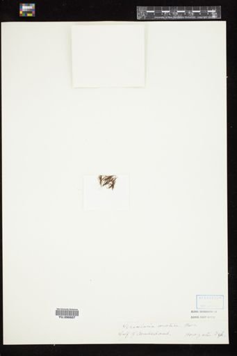 Sphacelaria arctica