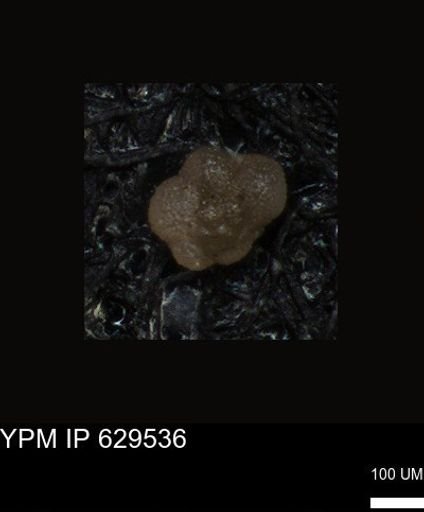 undet. Foraminiferida
