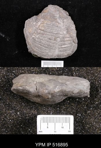 Echinoconchus?