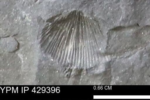 Devonochonetes scitulus