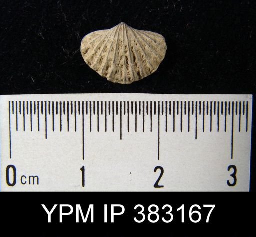 undet. Delthyridoidea