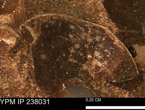 Protocardia subquadrata