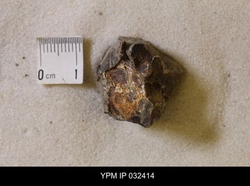 Hoploscaphites nicolletii