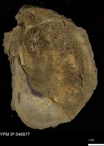 Ostrea virginiana