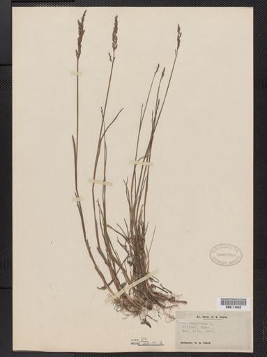 Poa compressa