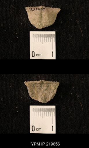 Chonetes granulifer
