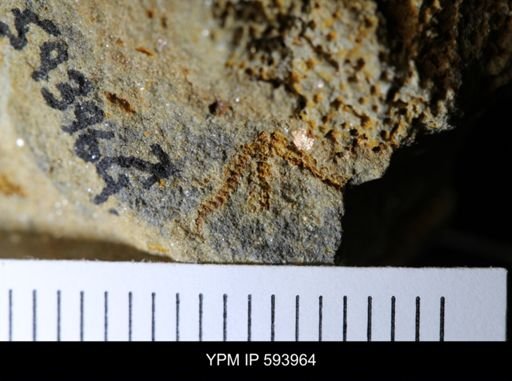 undet. Stelleroidea