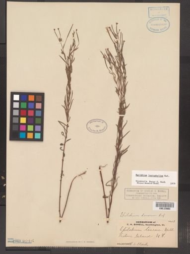 Epilobium leptophyllum
