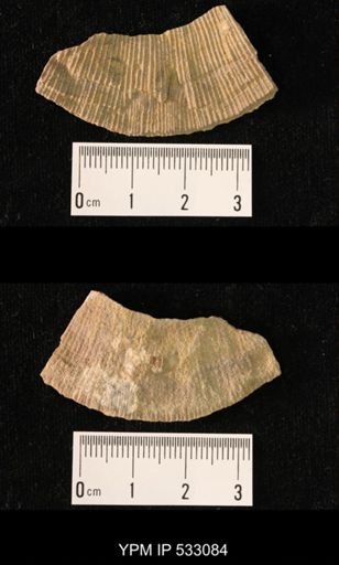 Derbyia sp.