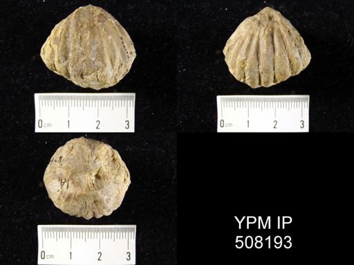 Meekella difficilis?