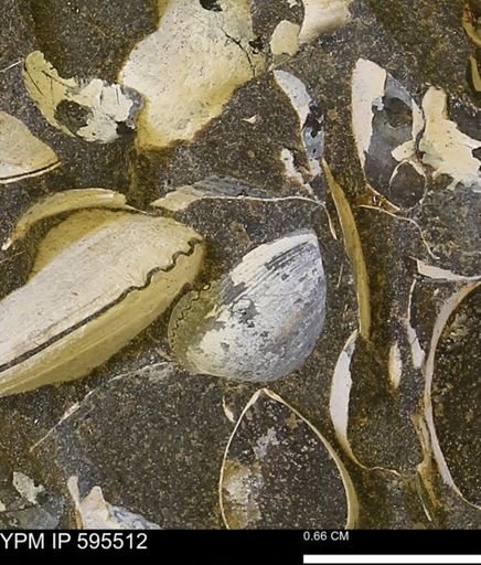 Protocardia sp.