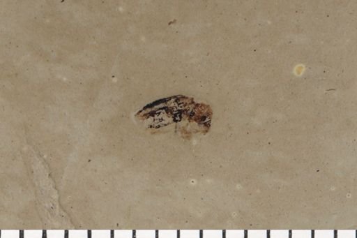 Curculionidae