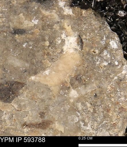 undet. Mollusca