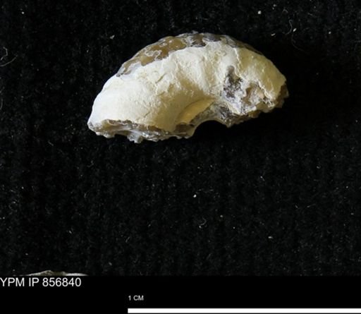 undet. Scaphitidae