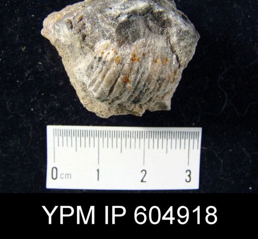 Marginifera sp.