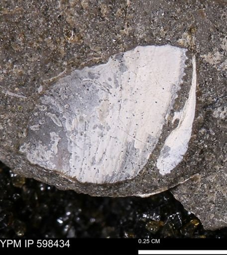 Limopsis striatopunctatus