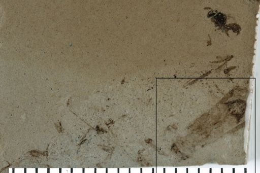 Hymenoptera