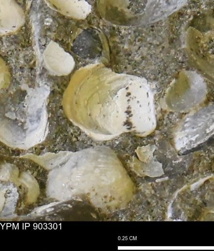Corbulamella sp.