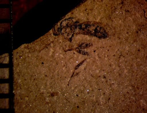 undet. Diptera