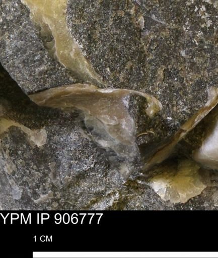 Pseudoptera sp.