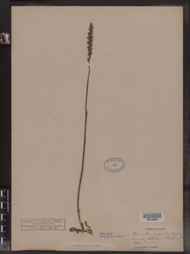 Spiranthes gracilis