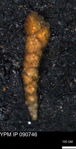 Verneuilinoides hectori